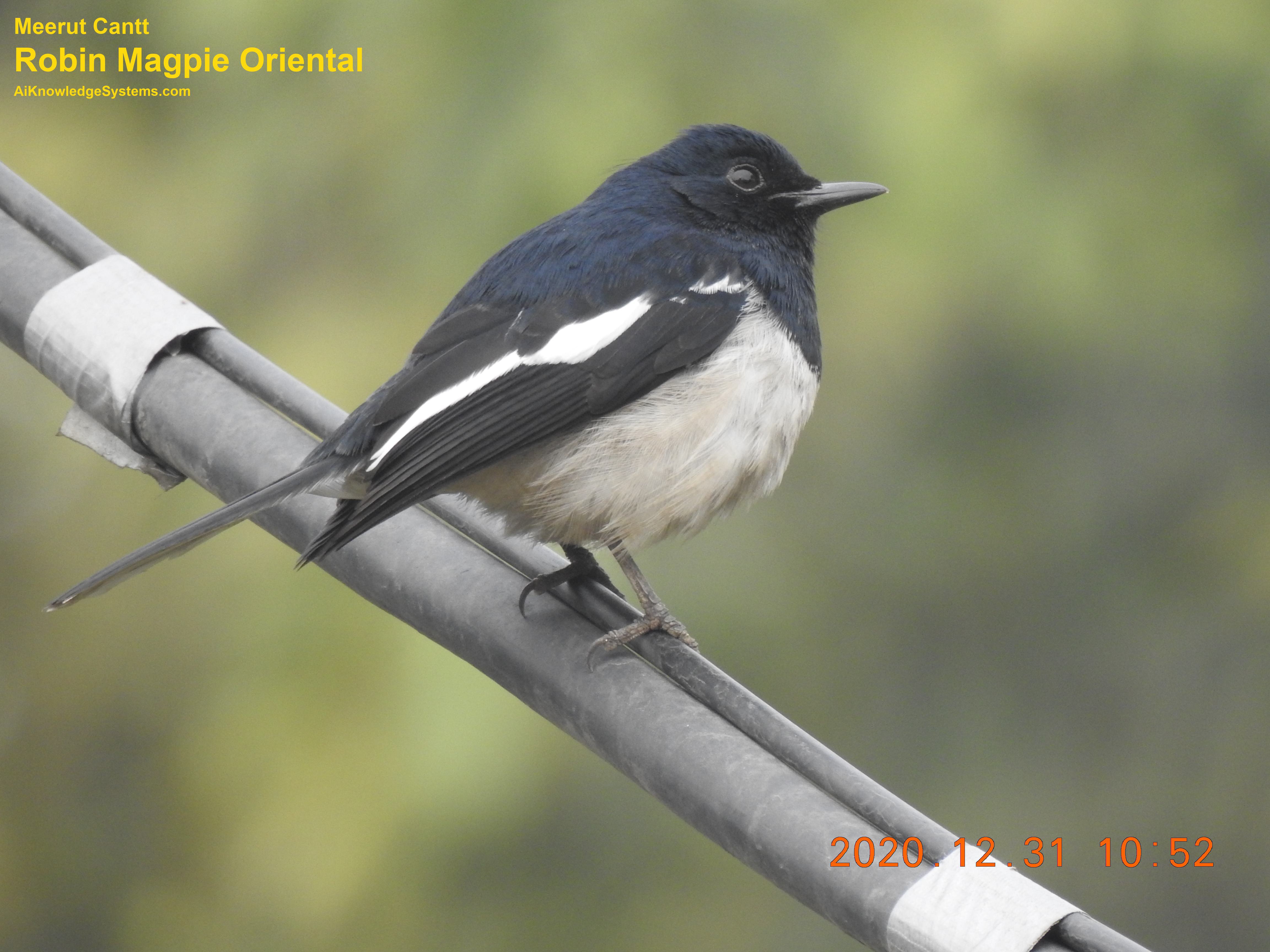 Magpie Robin (85) Coming Soon